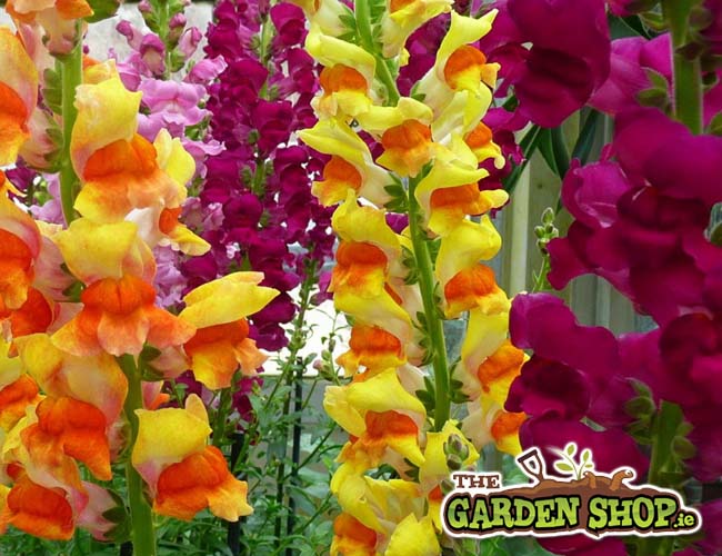 How to Grow Gladioli