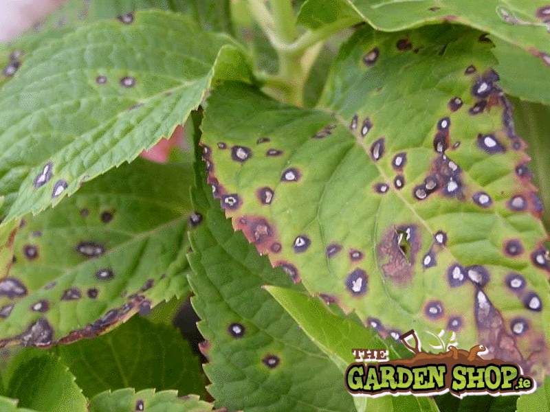 Leaf Spot