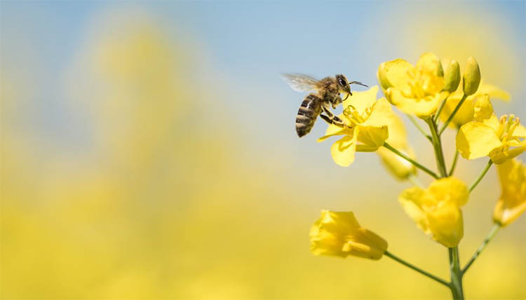 Best Plants For Attracting Bees 