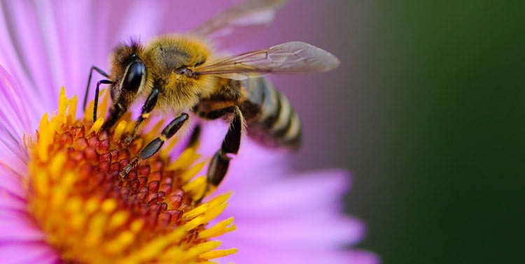 Tips For Protecting Bees