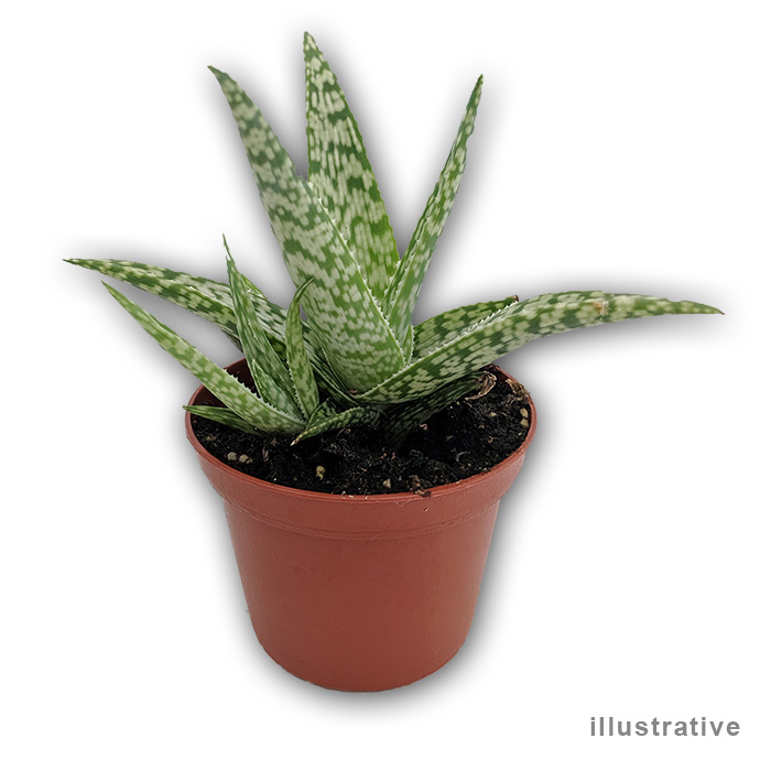 Aloe Vera Plants For Sale Online In Ireland Shop Now