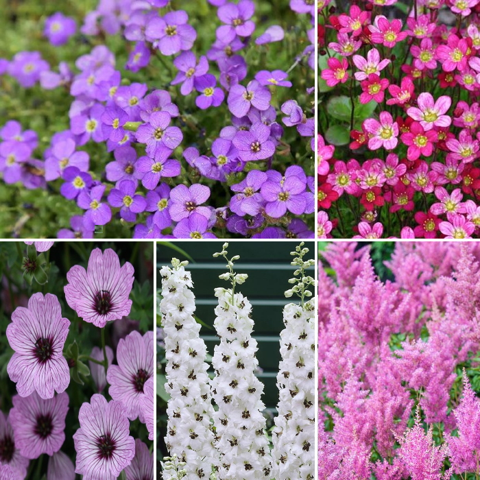 Mixed Flowering Perennials For Sale Online in Ireland Shop Now
