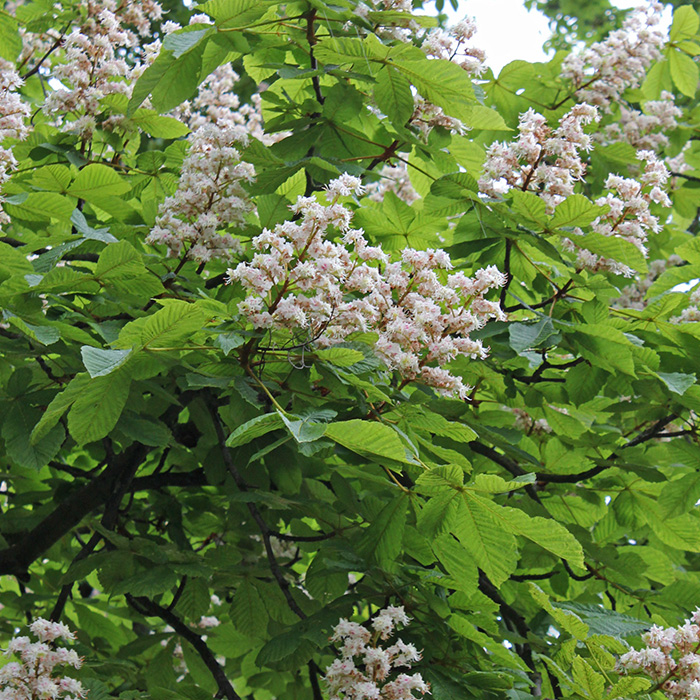 Horse Chestnut Trees On Sale Shop Online For Best Prices