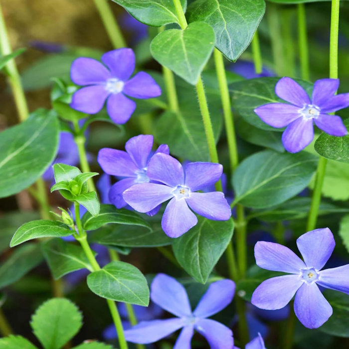 thumbnail image 2 of 6 Variegated Vinca Vine Live Starter Plants – Indoor/Outdoor, Trailing Ground Cover, Pet Safe 2 of 5