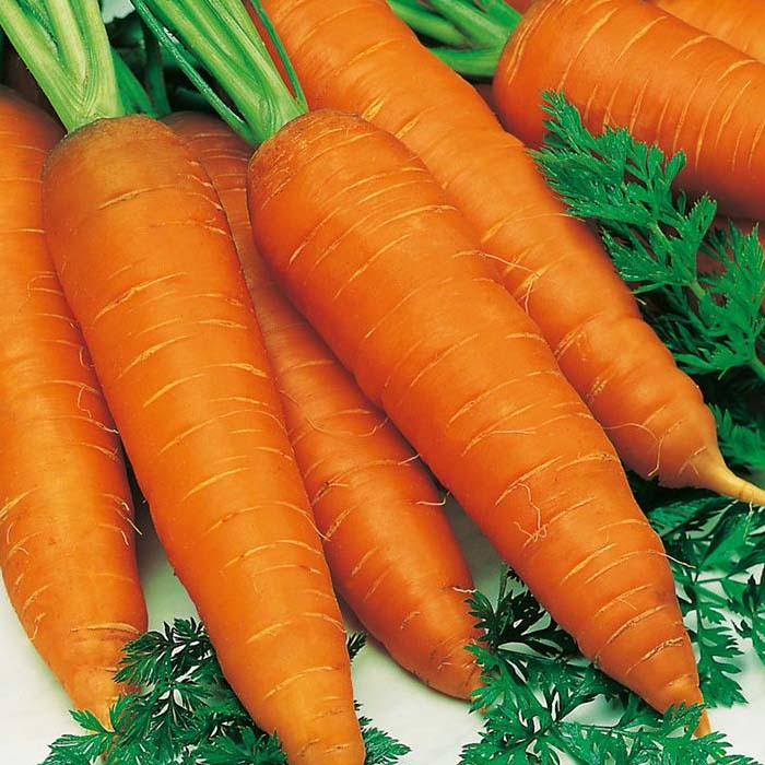 Buy Autumn King Carrot Seed Online. Award Winning. Easy to