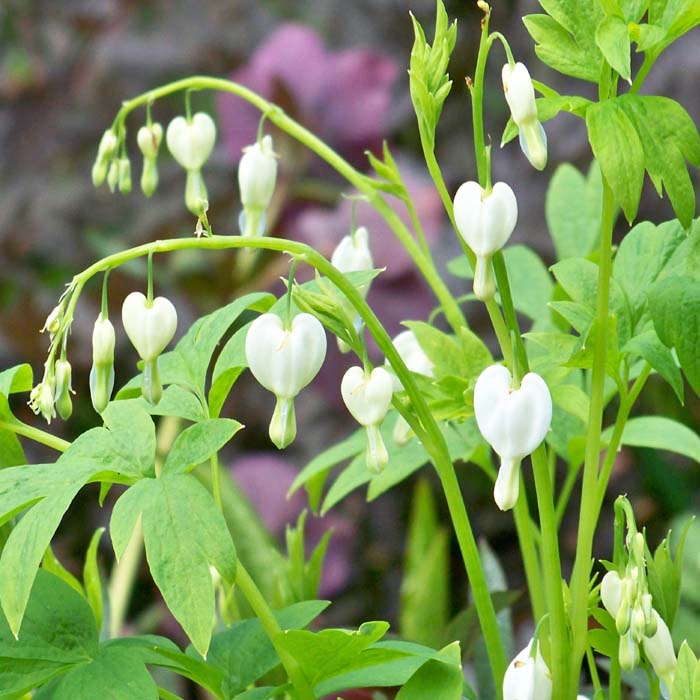 Buy Dicentra Bleeding Heart Seeds Online Shop Now Best Price