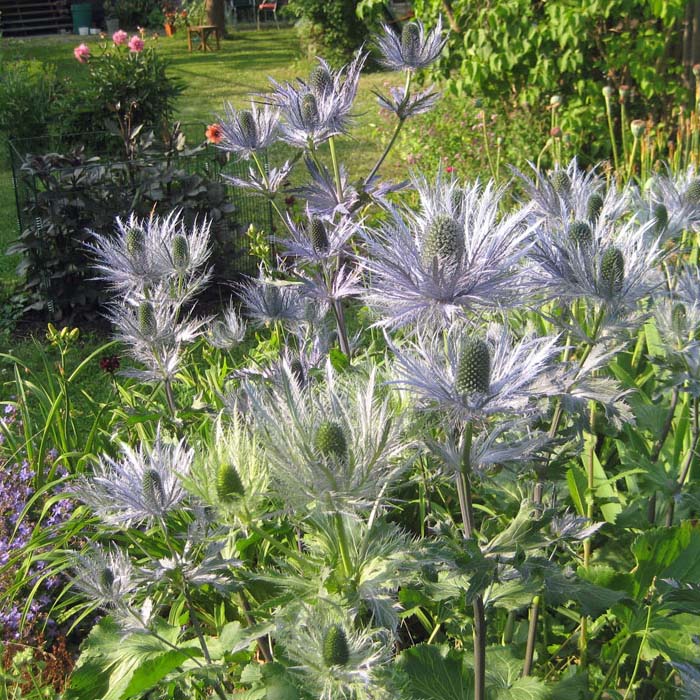 Eryngium Seeds Buy Eryngium Seeds Online at Ireland's Garden Shop