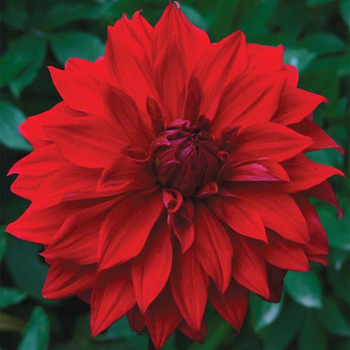 Buy Potted Dahlia Plants at Best Online Prices in Ireland