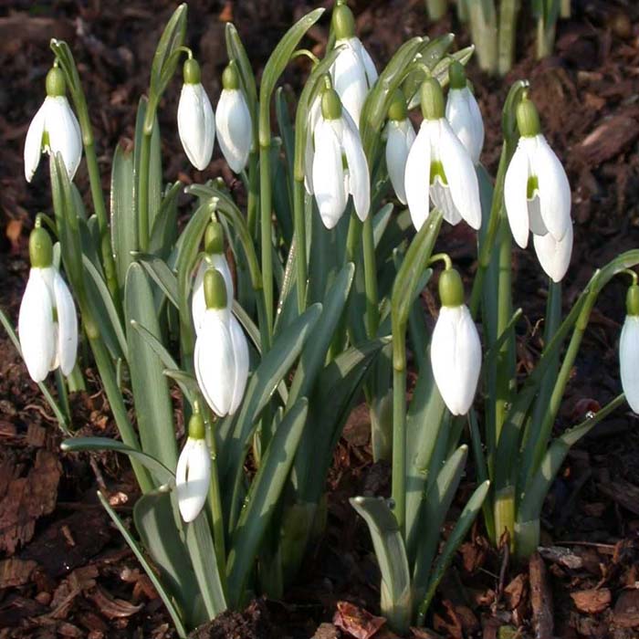 Snowdrop Bulbs Buy Low Cost Snowdrops Online Best Prices