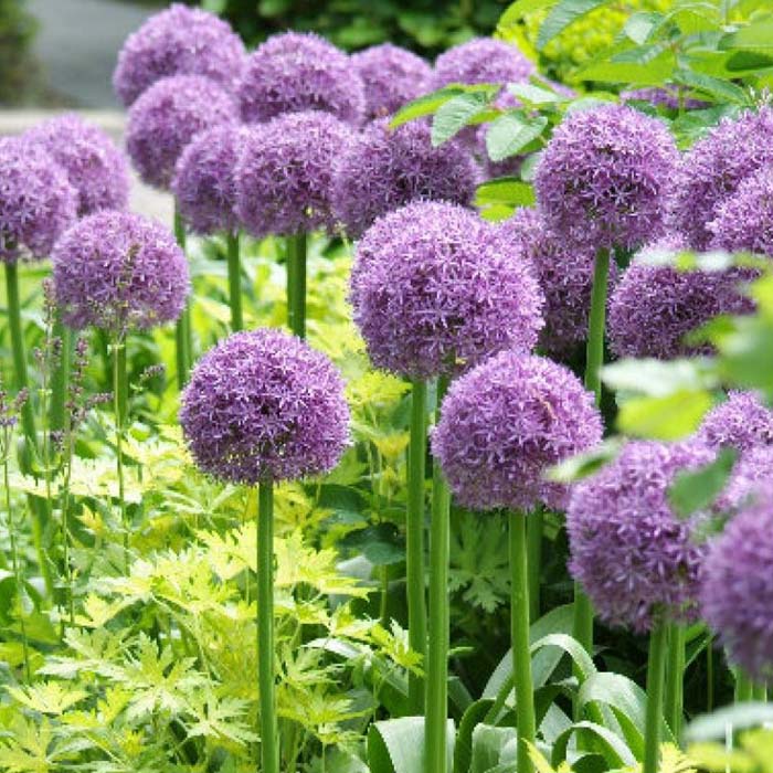 Allium Maui Sweet Onion Seeds – Grow Your Own Sweet Onions!