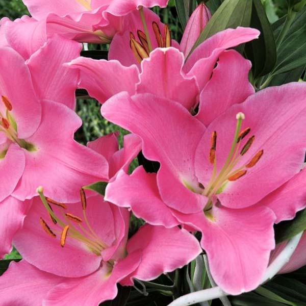 Potted Lily Plants On Sale Shop Online Now for Best Prices
