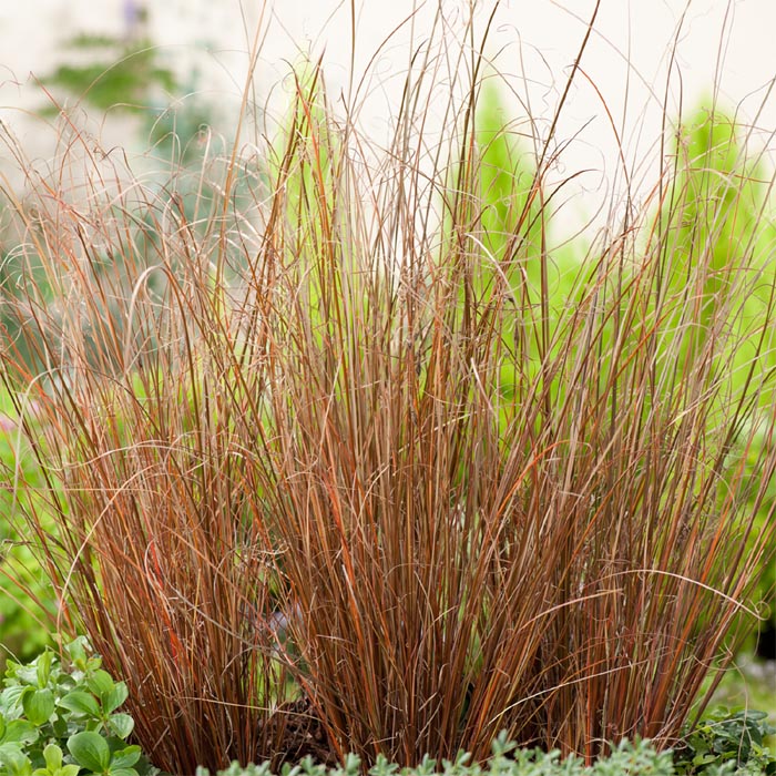 Buy Bronze Carex Grass Plants Ornamental Grasses in Stock