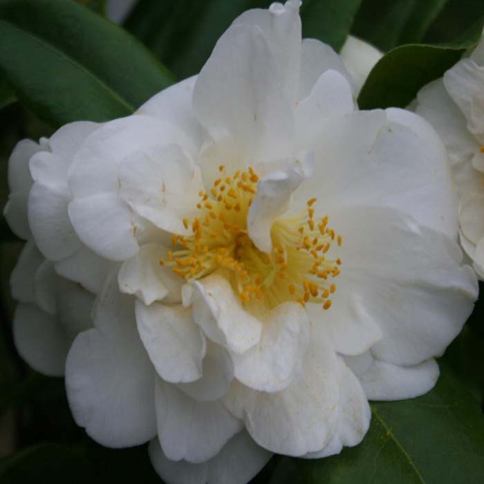 Potted White Camellia Plants On Sale Next Day Delivery