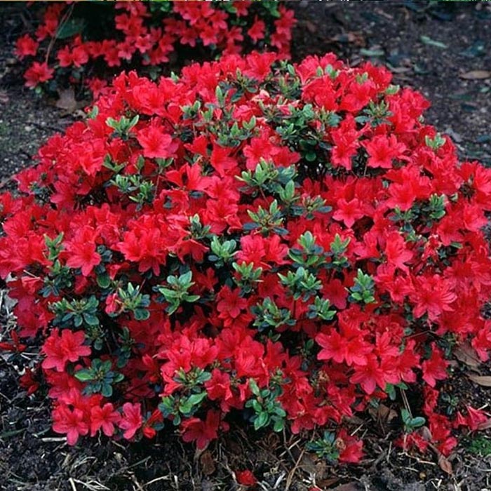 red Azalea Japonica potted plants