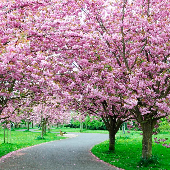 Cherry Blossom Trees In Wisconsin : All you need to know about Sakura