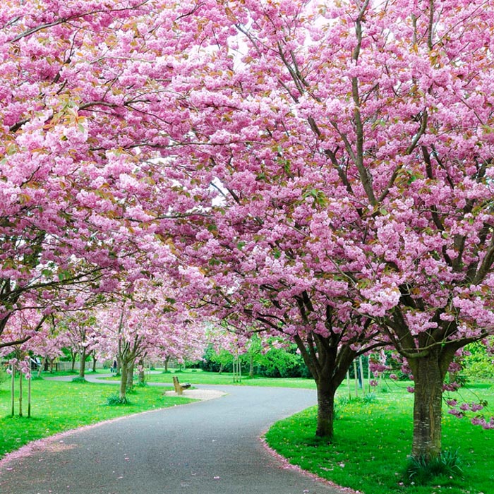 Cherry Blossom Tree Kanzan 10l Pot