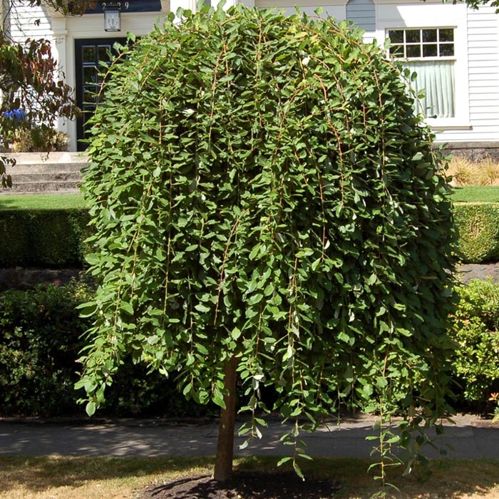 Weeping Willow Tree