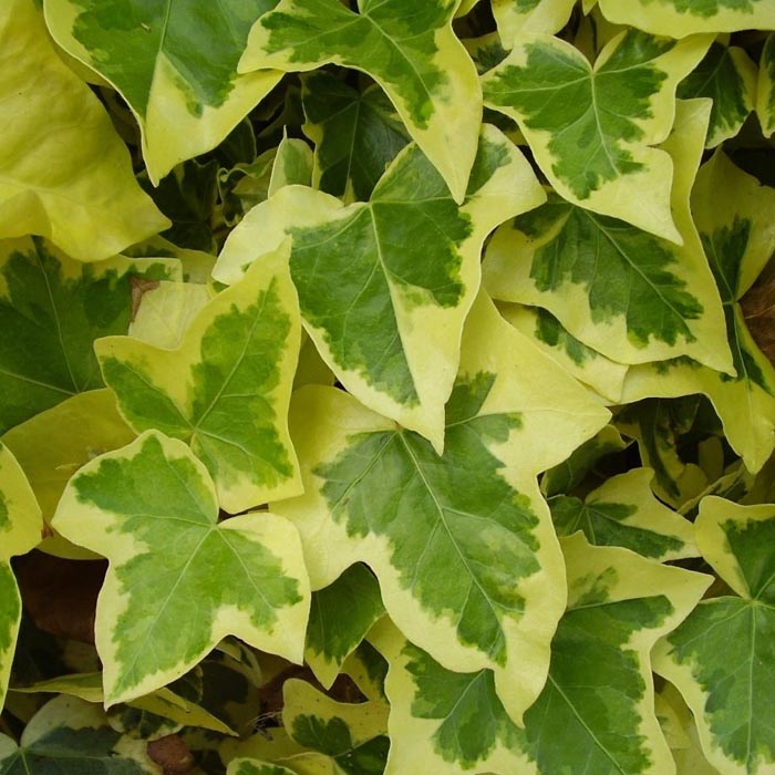 Potted Variegated Ivy Plants On Sale In Ireland Buy Ivy Plants Now