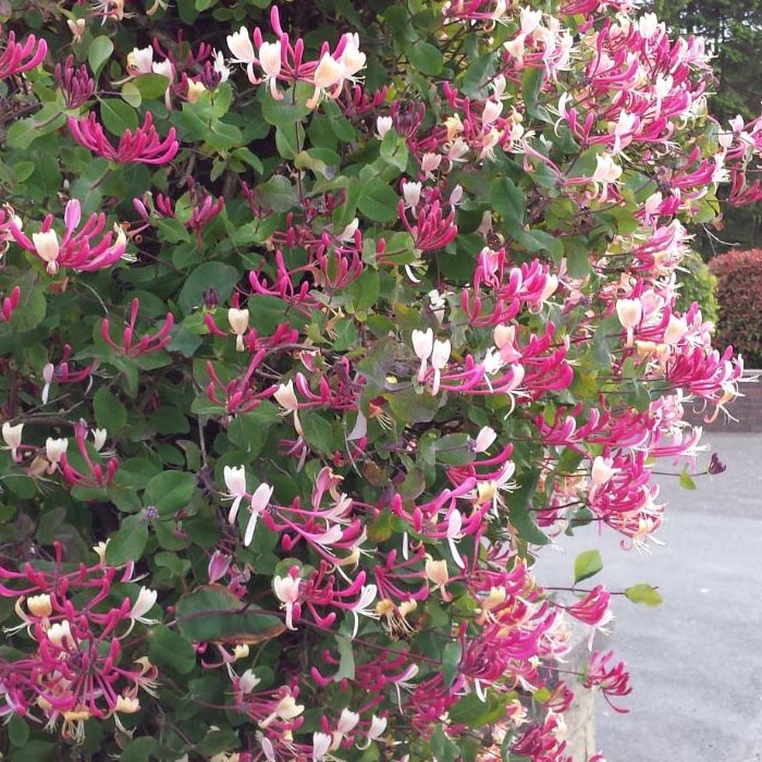 Honeysuckle Climbing Plant.