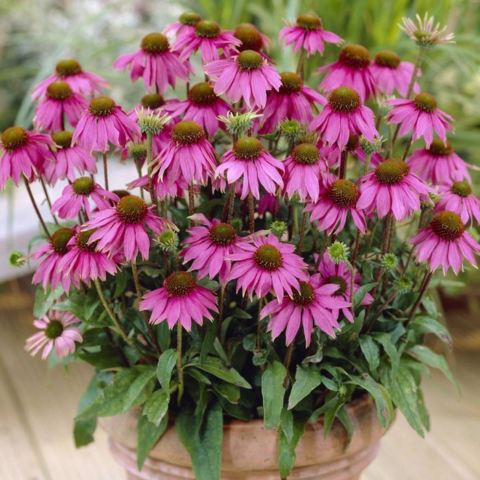 Echinacea Plants Available to Buy Online in Ireland Shop Now