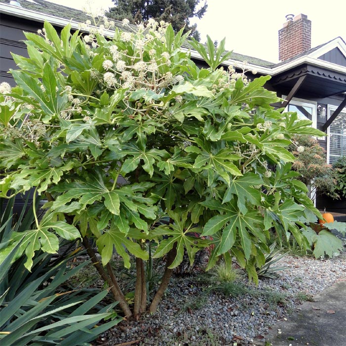 Potted Fatsia Japonica Plants On Sale Shop Online Now