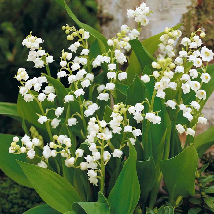 Image of Epimedium companion plant for lily of the valley
