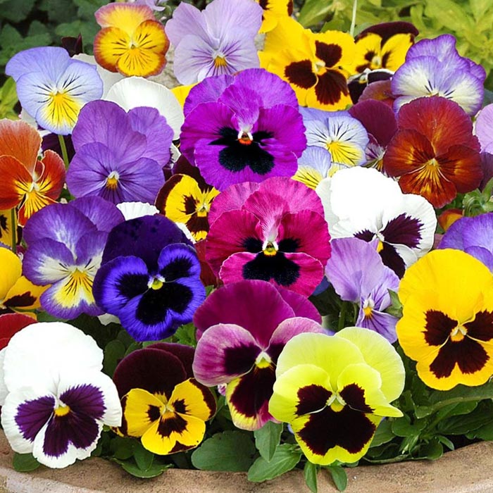 Mixed Plants For In Ireland Now Best S Bedding Plants