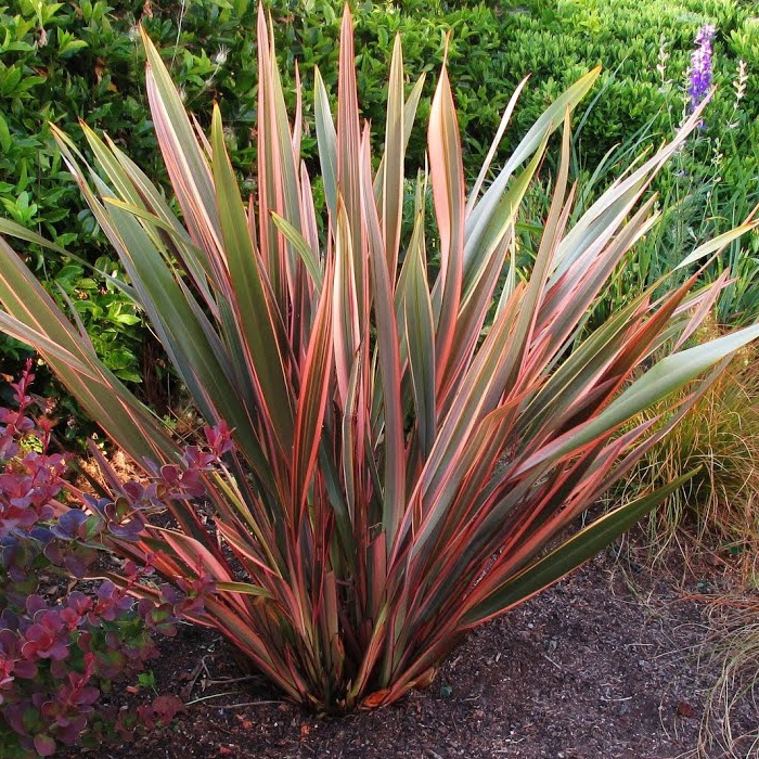 Image of Phormium tenax bamboo companion plant