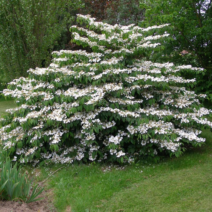 Viburnum plicatum Mariesii-Wedding Cake Tree Plant in  3.5 " Pot
