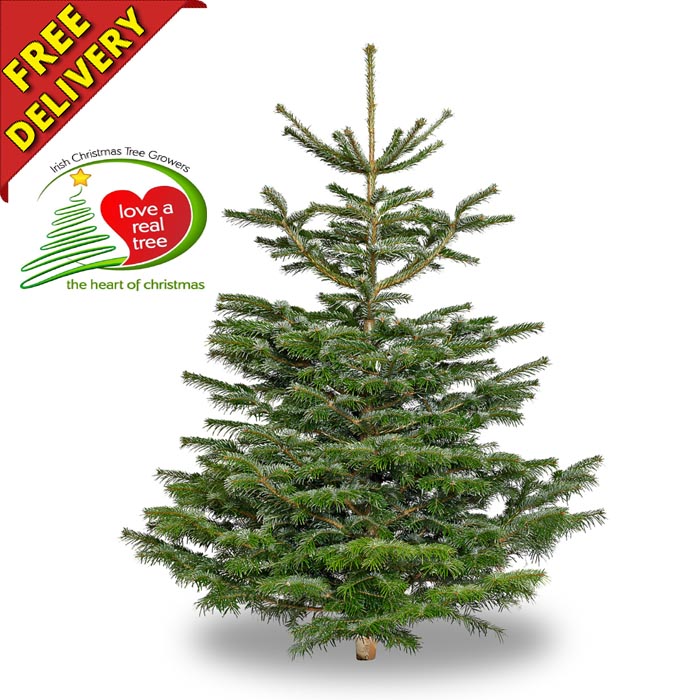 Real Christmas Trees For Sale in Ireland | Best Buy Online