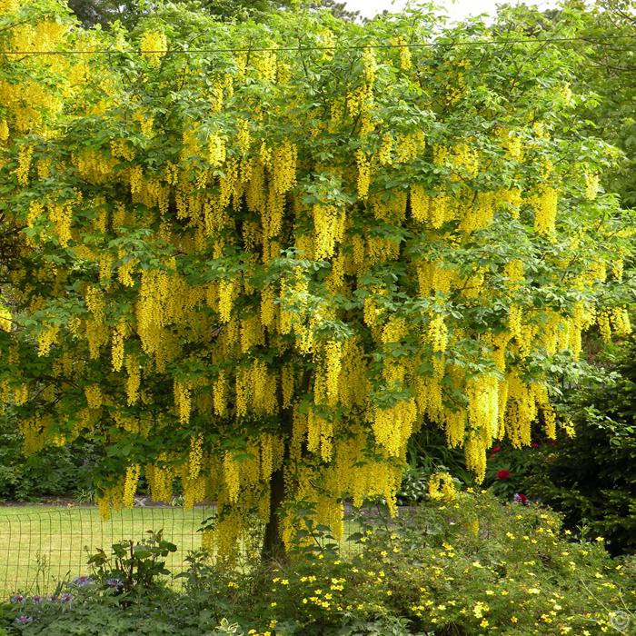 Young 4-5ft LABURNUM VOSSI TREE Golden Chain Bare Root.