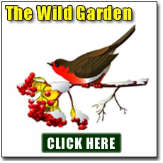 Garden Wildlife