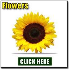 Growing Flowers