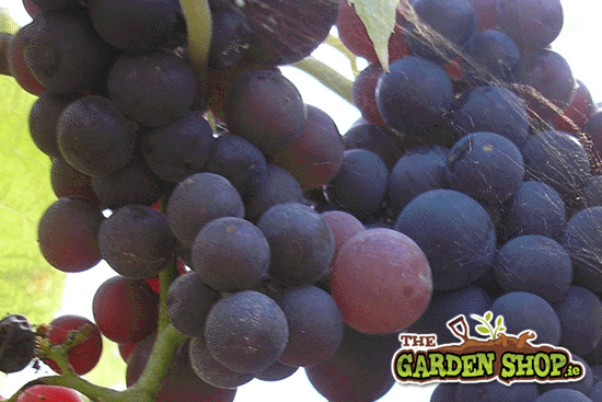 How to Grow Grapes