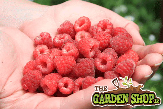 How To Grow Raspberries Growing Raspberries In Ireland