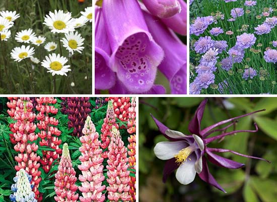 July in the Garden
