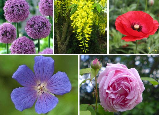 June in the Garden