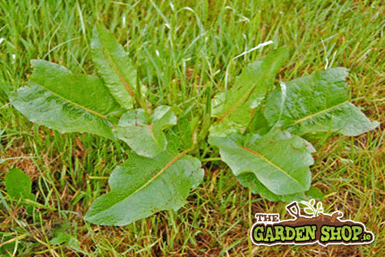 Lawn Weed Control