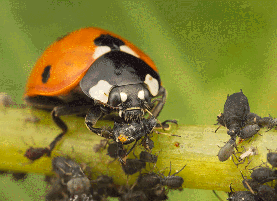 Organic Pest Control