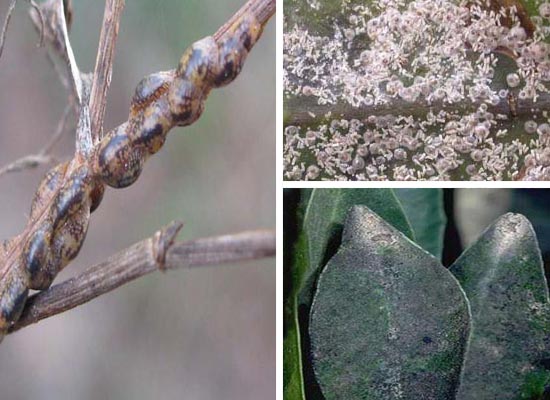 Scale Insects
