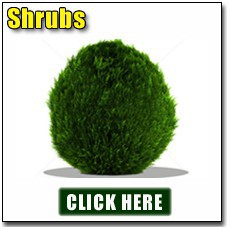 Growing Shrubs