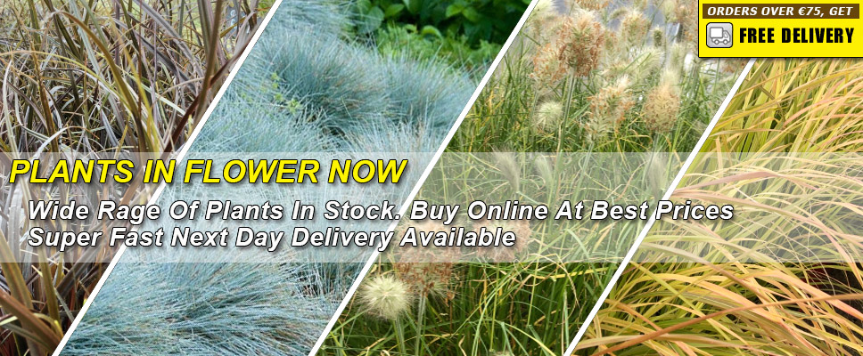 Garden Plants / Perennials