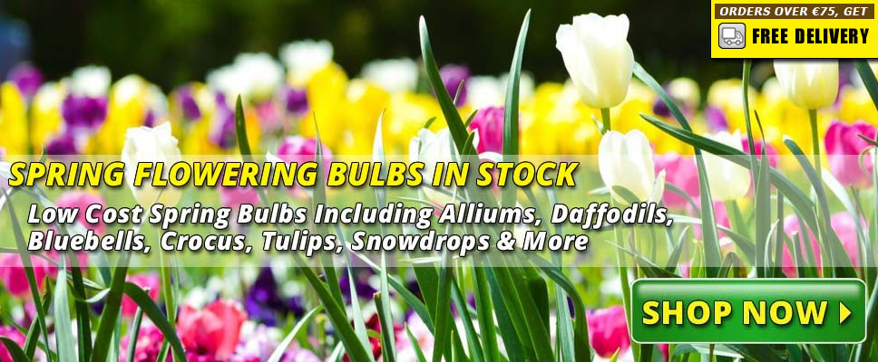 Spring Flowering Bulbs