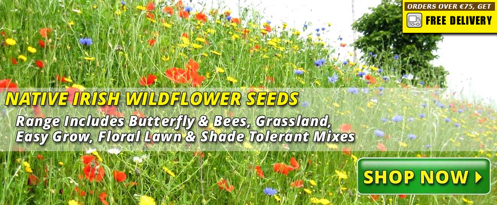 Wildflower Seeds