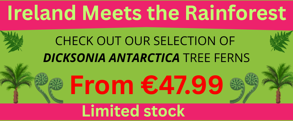 Dicksonia Antarctica selection