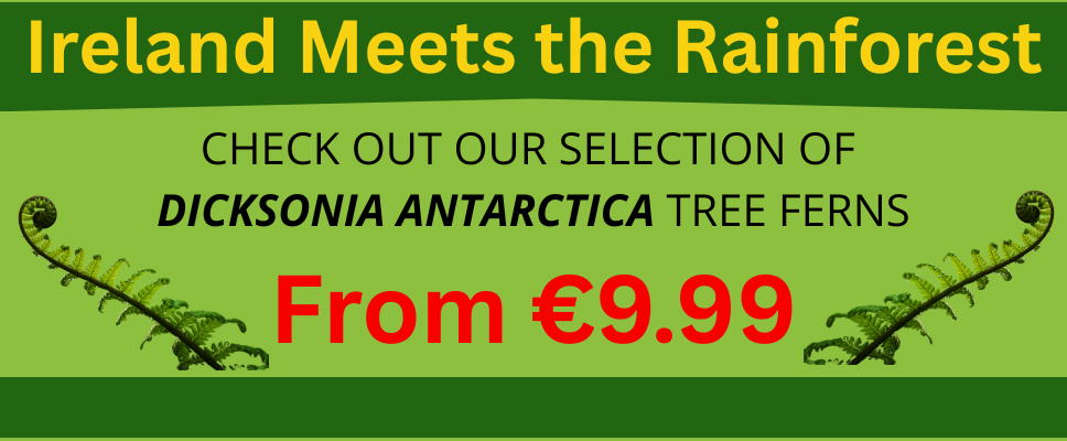 Dicksonia Antarctica selection