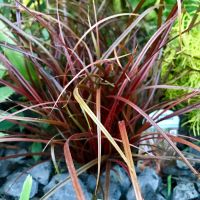 Uncinia Rubra Grass Plant