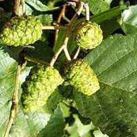 Alder Tree