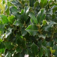 Holly Plant