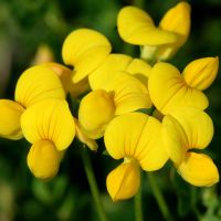 Birdsfoot Trefoil Seeds